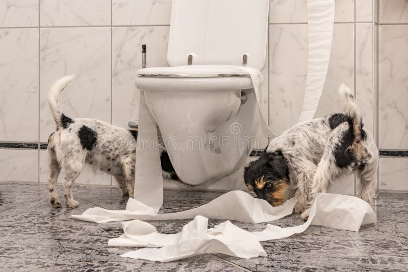 Naughty dogs are making a mess in the apartment. Little destroyer Jack Russell Terrier. Naughty dogs are making a mess in the apartment. Little destroyer Jack Russell Terrier