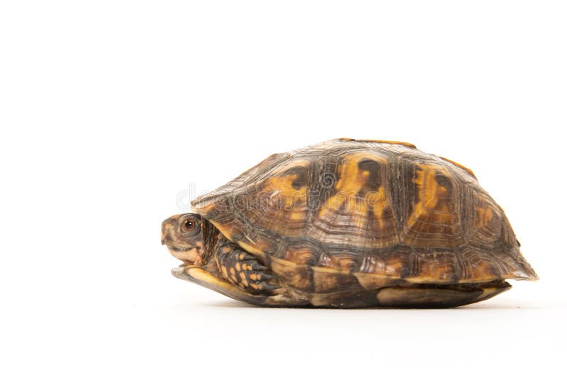 Eastern box turtle on white background. Eastern box turtle on white background