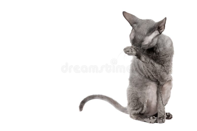 De oosterse was van de shorthairkat sittingand oneself, grijs dierlijk huisdier, binnenlandse pot, rasechte Rex Van Cornwall bove stock foto De oosterse was van de shorthairkat sittingand oneself, grijs dierlijk huisdier, binnenlandse pot, rasechte Rex Van Cornwall bove stock foto