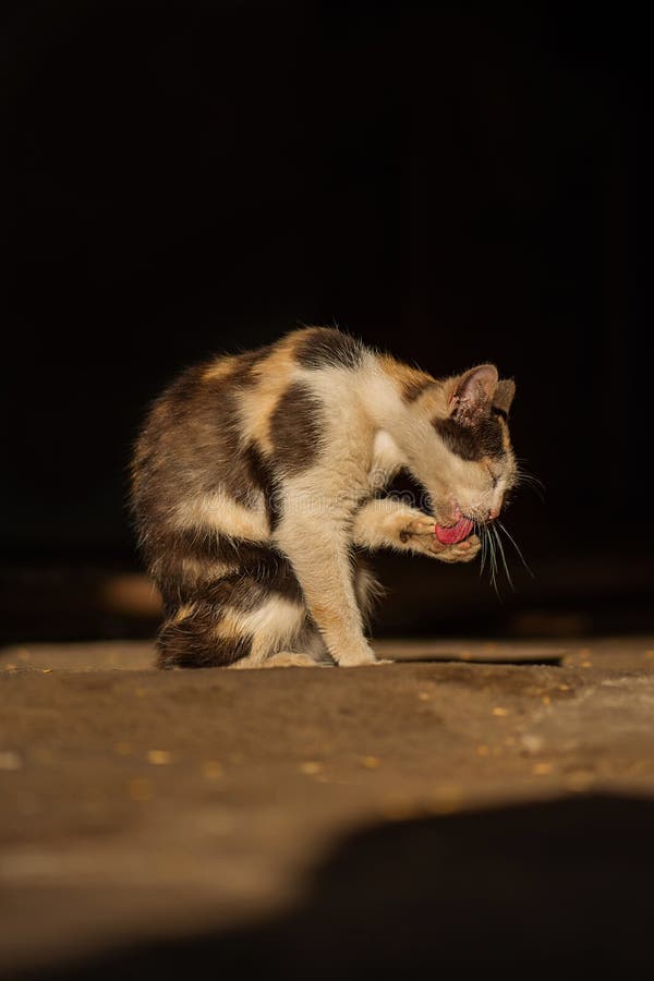 In de openlucht een zwerfpijnlijke kat op de grond in het park. pijnlijke gewonde zwerfkatten in de stad stock foto In de openlucht een zwerfpijnlijke kat op de grond in het park. pijnlijke gewonde zwerfkatten in de stad stock foto