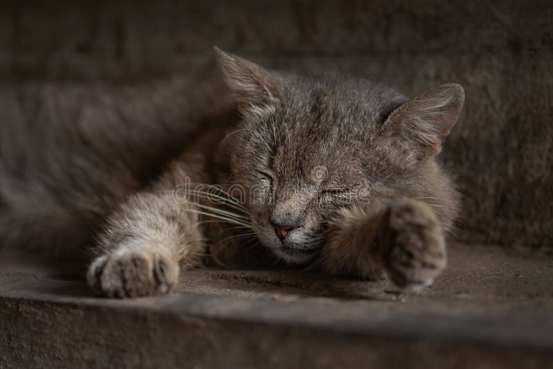 In de openlucht een zwerfpijnlijke kat op de grond in het park. pijnlijke gewonde zwerfkatten in de stad stock afbeelding In de openlucht een zwerfpijnlijke kat op de grond in het park. pijnlijke gewonde zwerfkatten in de stad stock afbeelding
