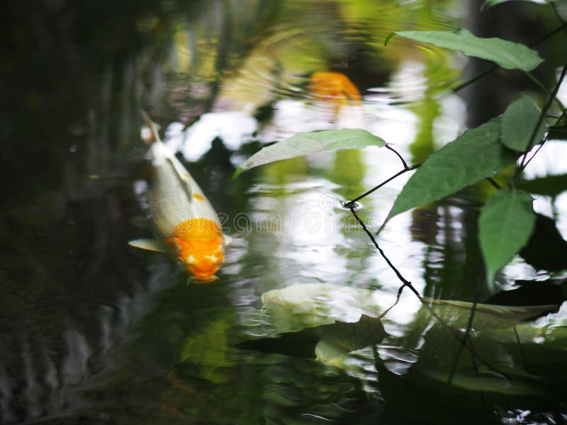De oppervlakte van de het watervijver van de huistuin met KOI-vissen stock foto's De oppervlakte van de het watervijver van de huistuin met KOI-vissen stock foto's