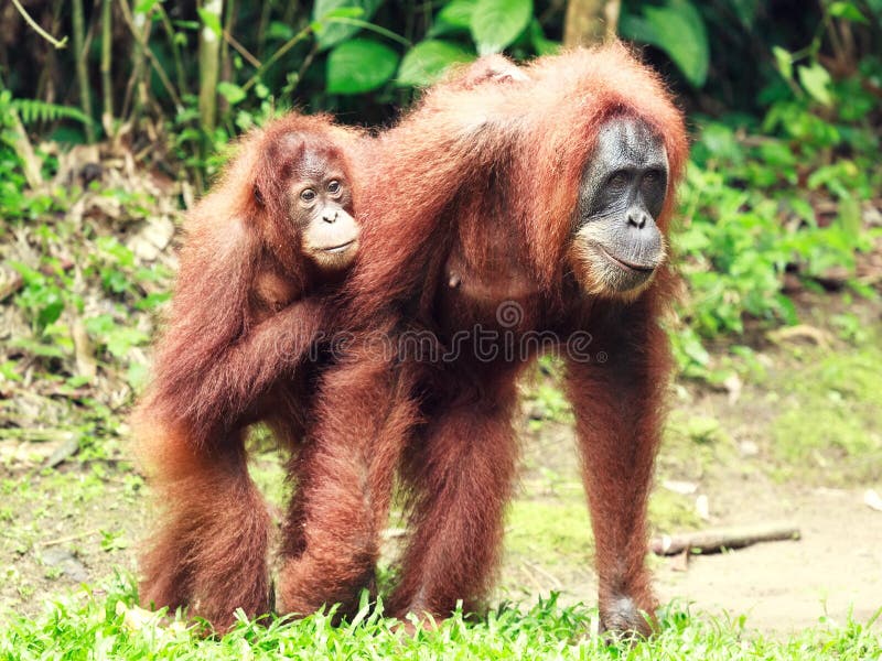 De orangoetan van Sumatrian stock afbeelding De orangoetan van Sumatrian stock afbeelding
