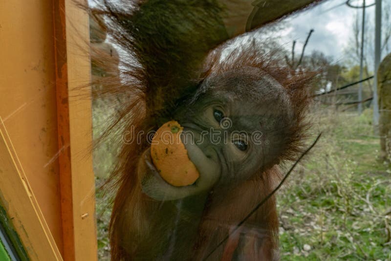 De orangoetanaap van de dierentuin pasgeboren baby royalty-vrije stock fotografie De orangoetanaap van de dierentuin pasgeboren baby royalty-vrije stock fotografie