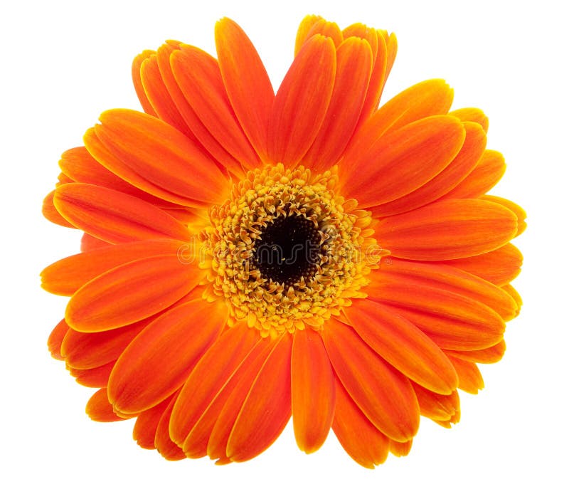 De oranje bloem van Daisy stock foto. Image of nave, - 13484716