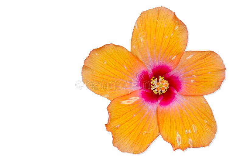 De oranje bloem van de Hibiscus, Thailand.