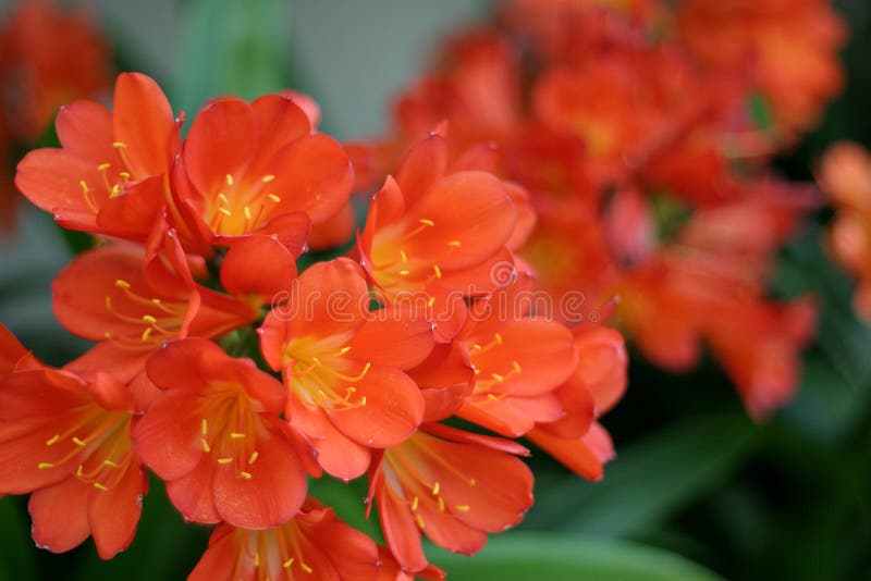 Skagway Oranje Bloemen stock fotografie