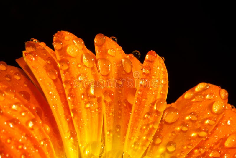 De oranje dalingen van het bloem macrowater stock afbeeldingen De oranje dalingen van het bloem macrowater stock afbeeldingen
