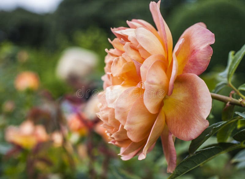De oranje en gele rozen royalty-vrije stock afbeeldingen De oranje en gele rozen royalty-vrije stock afbeeldingen