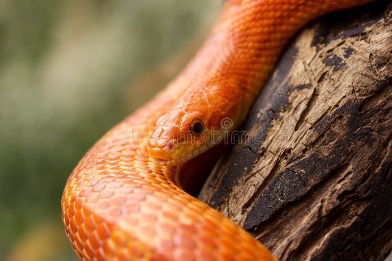 De Oranje Slang Van Het Graan Stock Afbeelding Image of achtergrond