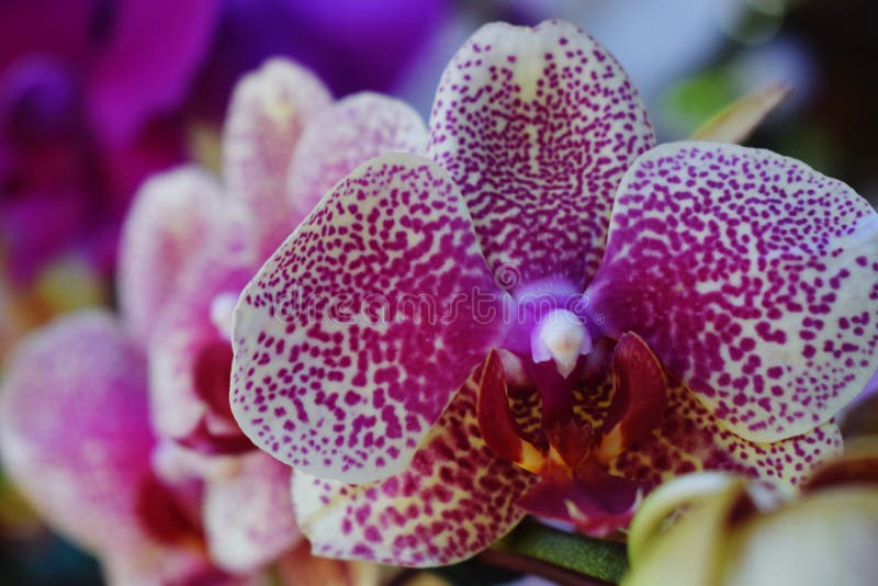 De Orchidee stock fotografie De Orchidee stock fotografie