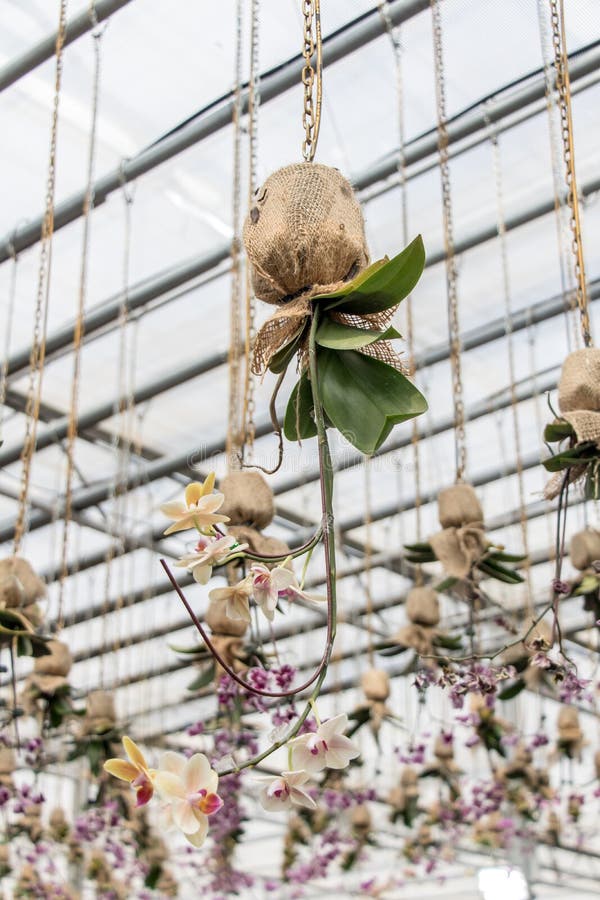 De orchidee hangt op het dak stock foto's De orchidee hangt op het dak stock foto's