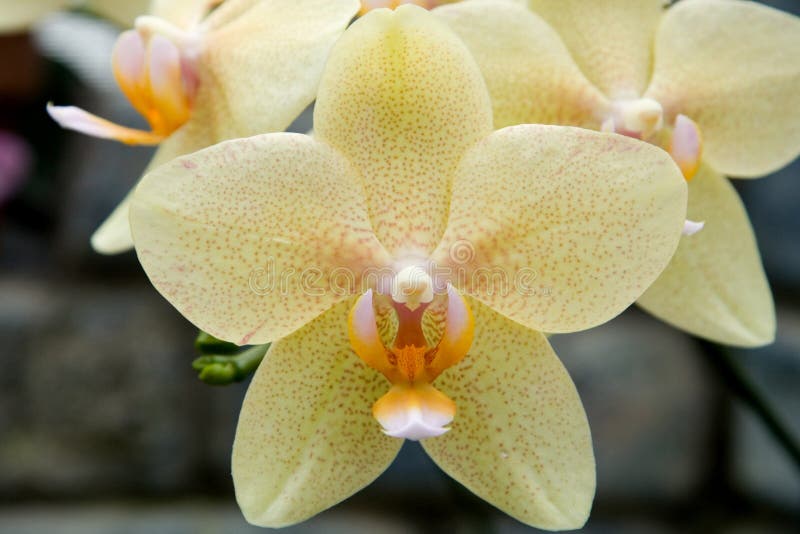 De Orchidee van Phalaenopsis royalty-vrije stock foto's De Orchidee van Phalaenopsis royalty-vrije stock foto's