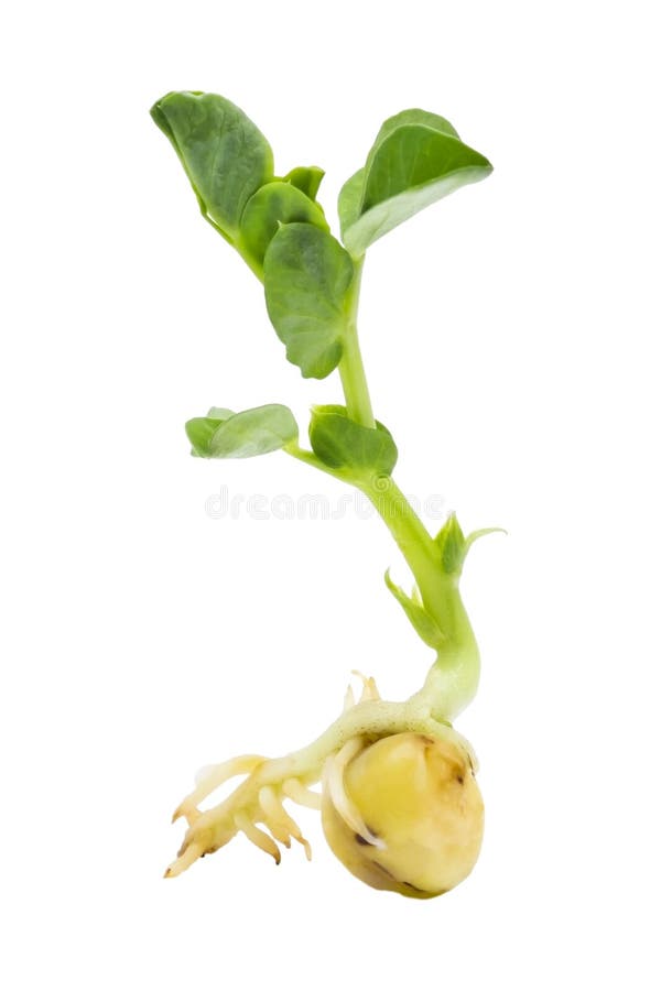 De organische germinatie van het erwtenzaad Een groene erwtenspruit klaar voor zaailing De achtergrond van de lente Geïsoleerd op royalty-vrije stock foto De organische germinatie van het erwtenzaad Een groene erwtenspruit klaar voor zaailing De achtergrond van de lente Geïsoleerd op royalty-vrije stock foto