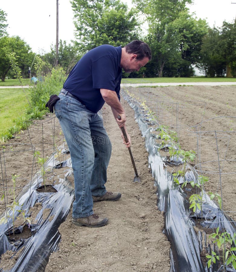 De organische Tomatenplanten van Landbouwersweeding around his royalty-vrije stock foto's De organische Tomatenplanten van Landbouwersweeding around his royalty-vrije stock foto's