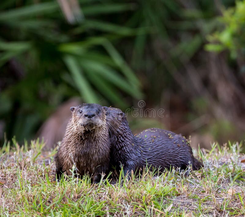 De Otters Van Florida in De Lente Stock Afbeelding - Image of carnivoor