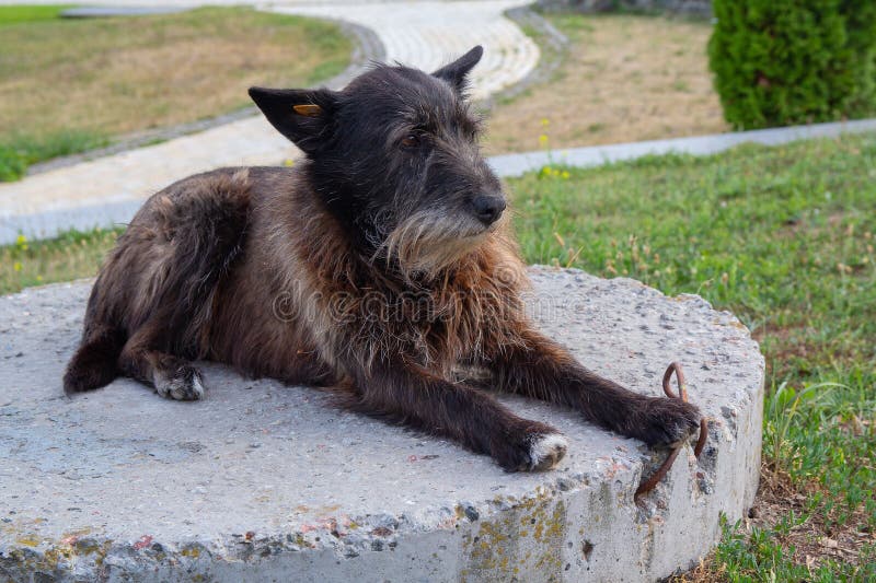 De oude dakloze hond ligt in het park stock fotografie De oude dakloze hond ligt in het park stock fotografie