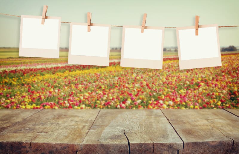 De oude kaders die van de polaroidfoto op een kabel met uitstekende houten raadslijst hangen voor de zomer bloeit het landschap v stock afbeeldingen De oude kaders die van de polaroidfoto op een kabel met uitstekende houten raadslijst hangen voor de zomer bloeit het landschap v stock afbeeldingen