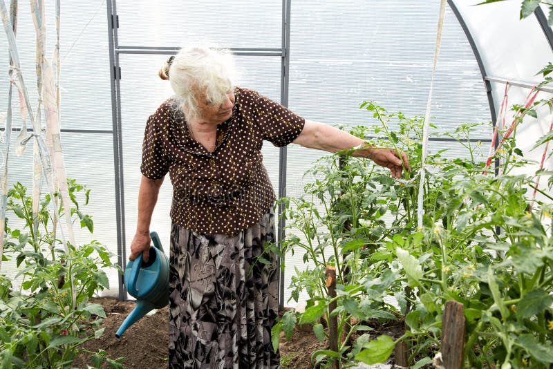 De oude vrouw in een broeikas bij struiken van tomaten stock foto's De oude vrouw in een broeikas bij struiken van tomaten stock foto's
