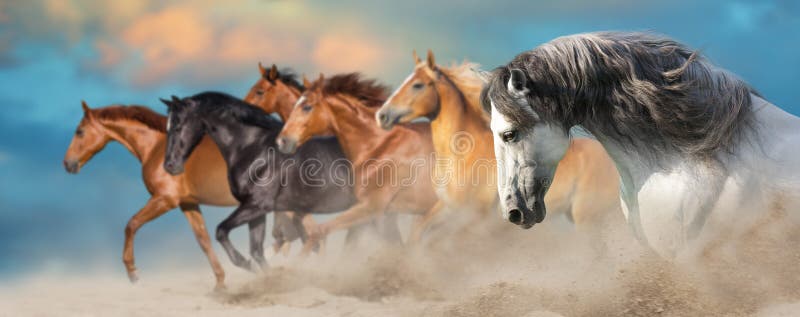 De paarden sluiten omhoog portret stock afbeelding De paarden sluiten omhoog portret stock afbeelding