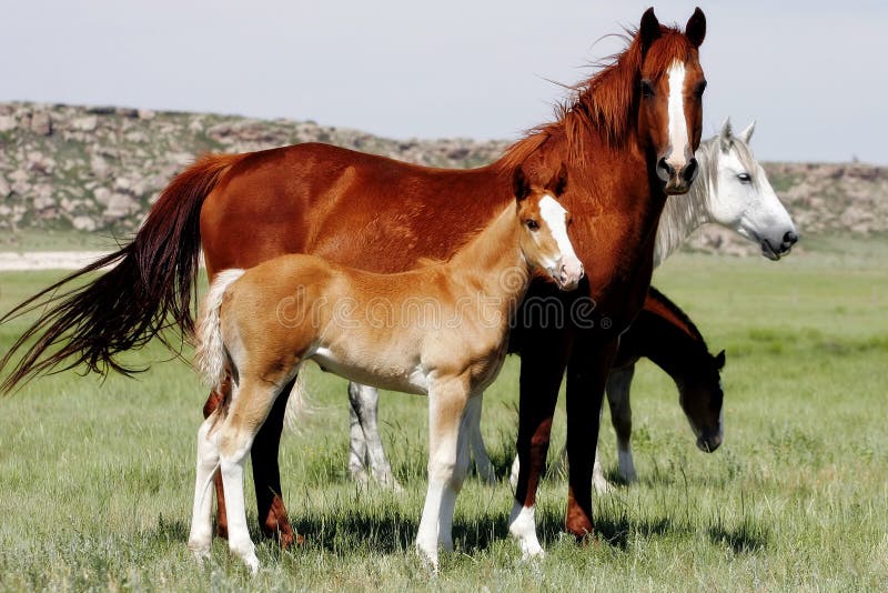 Nathaniel Ward optillen Nauwkeurig De Paarden Van De Baby Met Moeders Stock Foto - Image of amerika, alarm:  617248