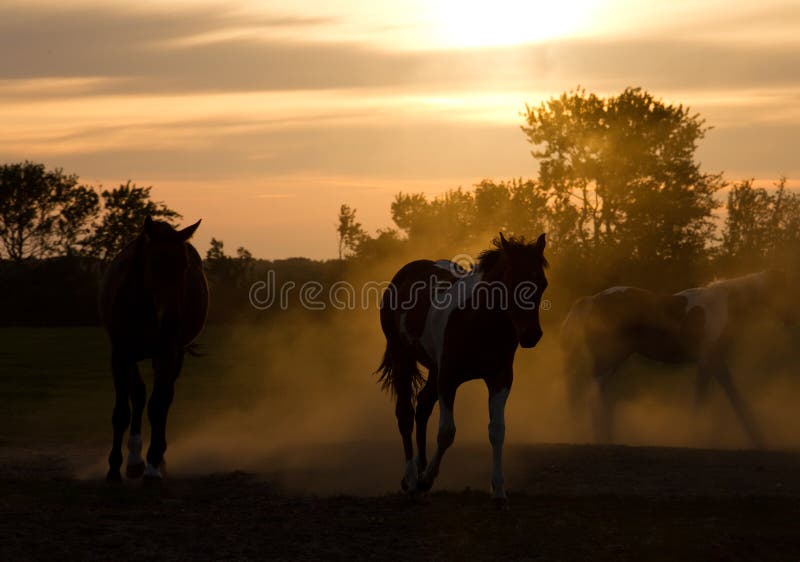 De paarden van het silhouet stock afbeelding De paarden van het silhouet stock afbeelding