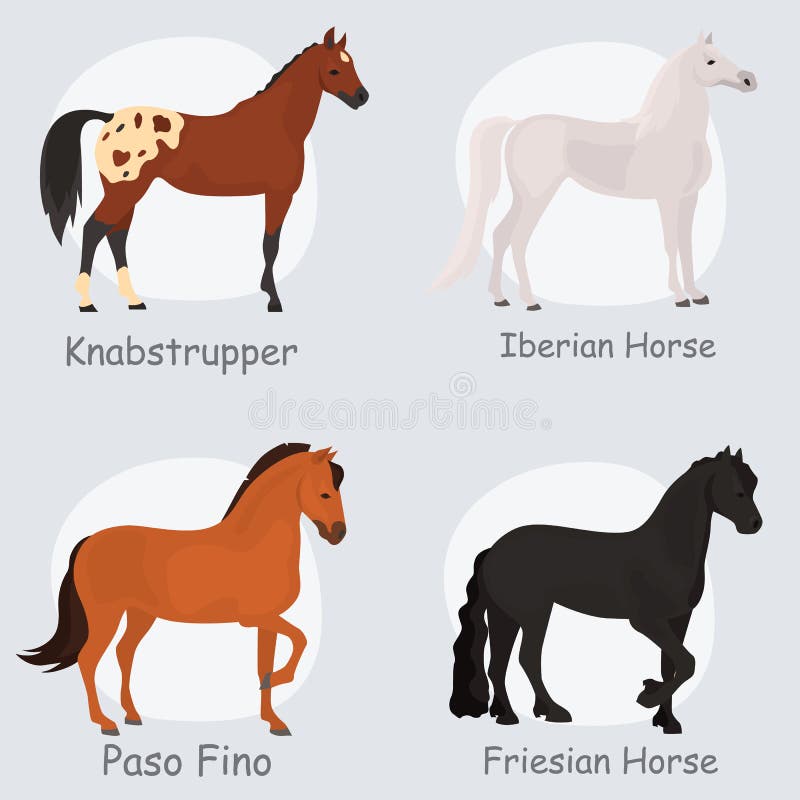 De paardrassen kleuren vlakke geplaatste pictogrammen vector illustratie De paardrassen kleuren vlakke geplaatste pictogrammen vector illustratie