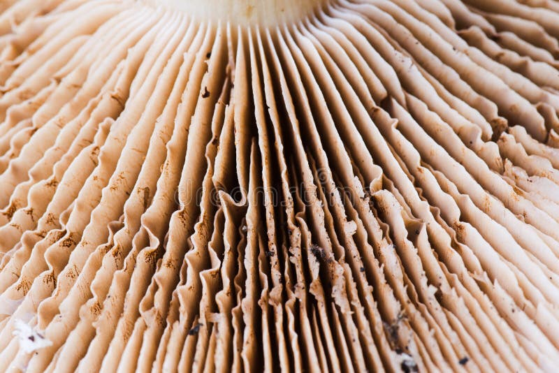 Macro photography of Cortinarius trivialis gills mushroom. Macro photography of Cortinarius trivialis gills mushroom