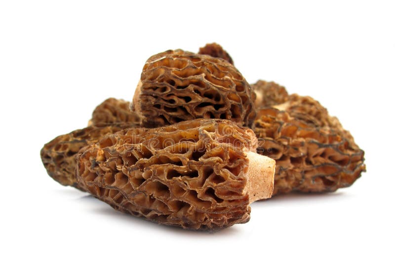 De paddestoel Morchella van de morille stock foto's De paddestoel Morchella van de morille stock foto's