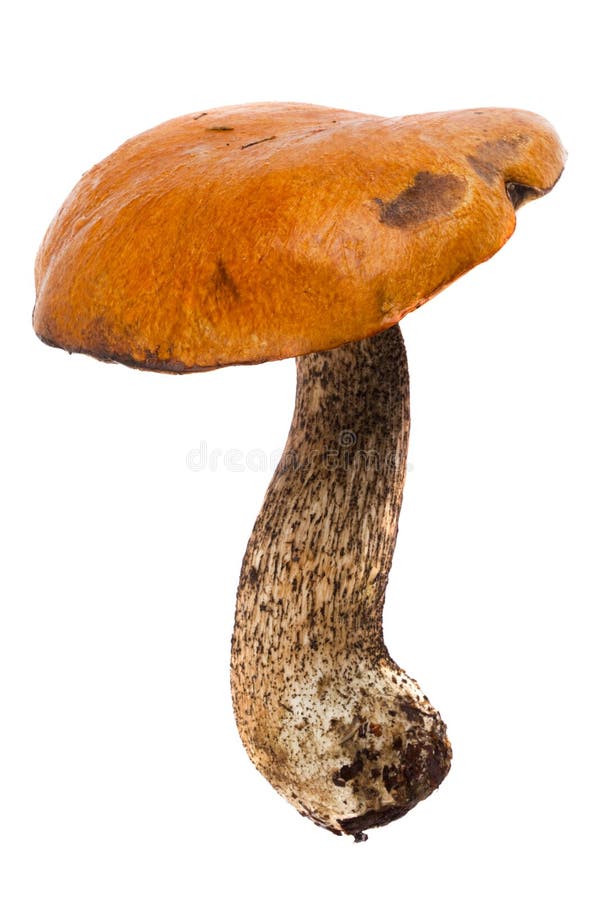 Aspen mushroom isolated on white background. Aspen mushroom isolated on white background