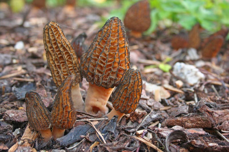 De paddestoel van Morchellaconica royalty-vrije stock foto De paddestoel van Morchellaconica royalty-vrije stock foto