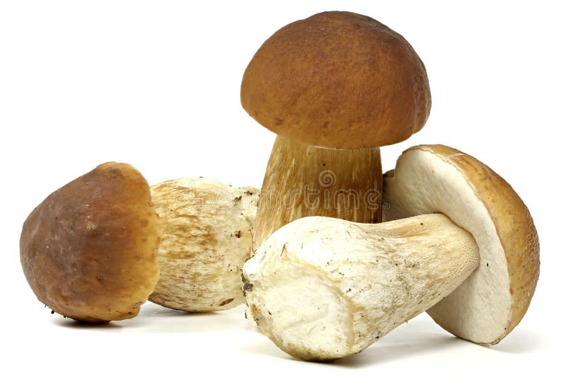 Eetbare paddestoelen stock foto. Image of ingrediënten 17272694