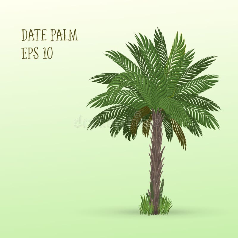 Dadelpalm vector illustratie