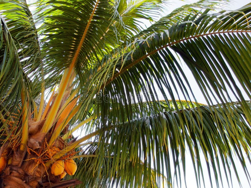 Kokospalm stock foto's