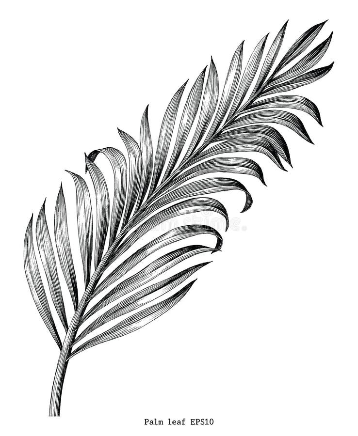 De palmbladhand trekt de uitstekende geïsoleerde kunst van de gravureklem op wit