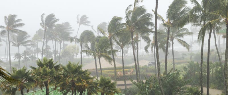 De palmen die in de wind en de regen als orkaan blazen nadert