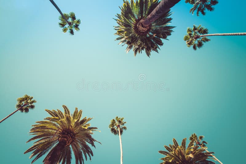 De Palmenwijnoogst van Redeolos angeles royalty-vrije stock afbeelding De Palmenwijnoogst van Redeolos angeles royalty-vrije stock afbeelding