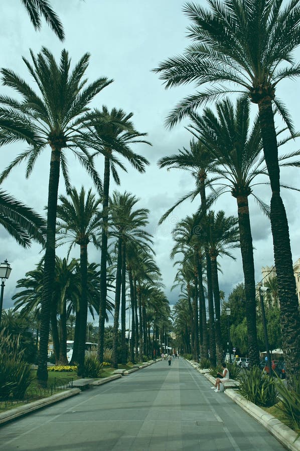 De palmweg van Majorca