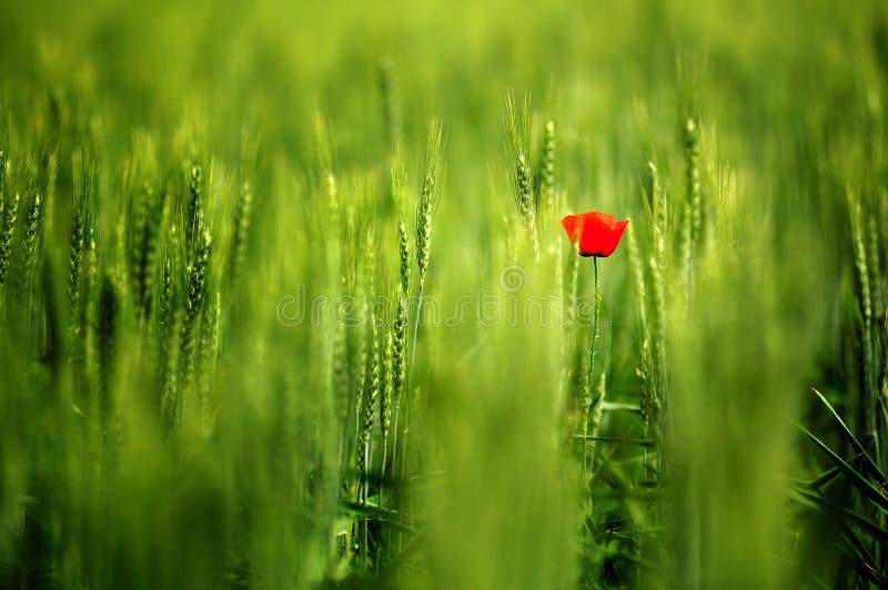 De papaver royalty-vrije stock foto De papaver royalty-vrije stock foto