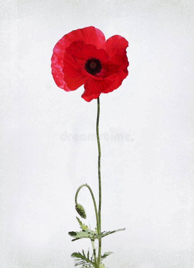 Illustration of watercolor poppy on a vintage background. Illustration of watercolor poppy on a vintage background