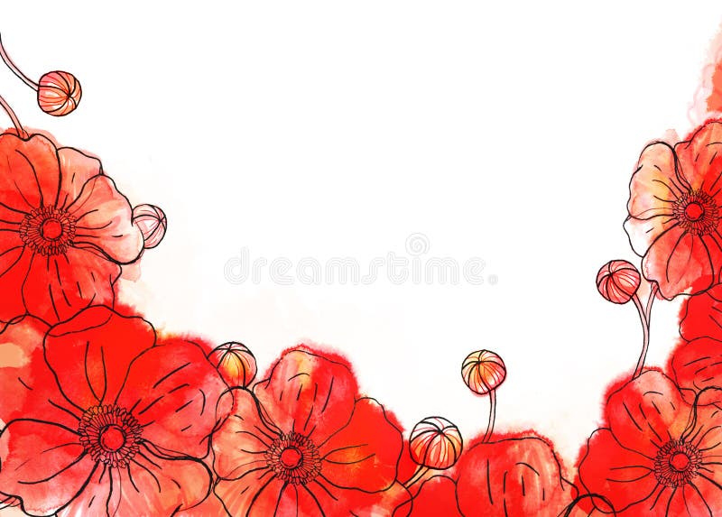 Red watercolor poppy background on white. Red watercolor poppy background on white