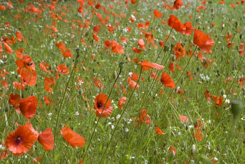 Klaprozen stock foto