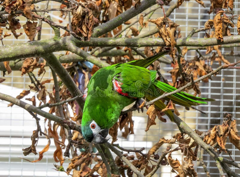 De papegaai van de Hahn` s ara buiten in een vogelhuis die van zonneschijn genieten royalty-vrije stock fotografie De papegaai van de Hahn` s ara buiten in een vogelhuis die van zonneschijn genieten royalty-vrije stock fotografie