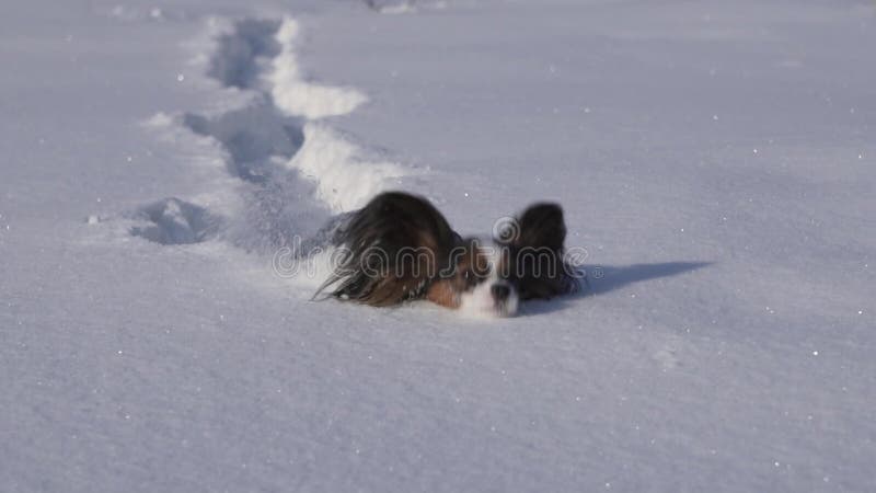 De Papillonhond maakt moedig zijn manier door de sneeuw in de winter langzame de lengtevideo van de motievoorraad parkeren