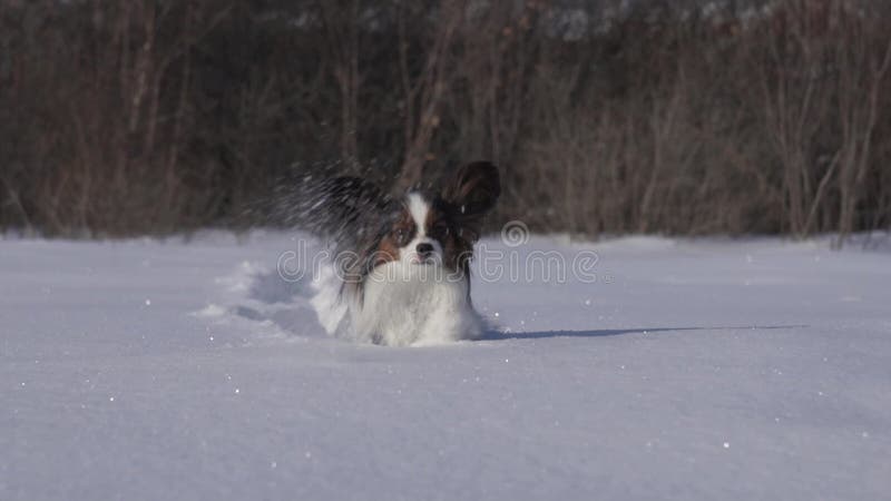 De Papillonhond maakt moedig zijn manier door de sneeuw in de winter langzame de lengtevideo van de motievoorraad parkeren