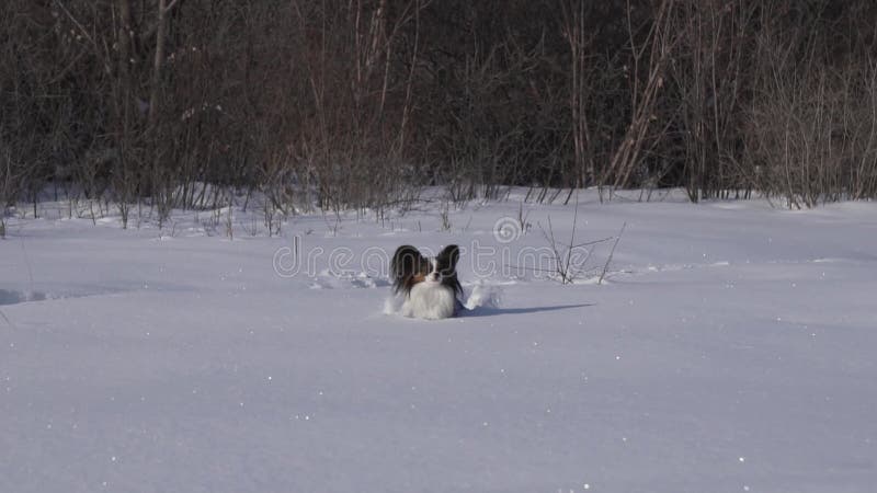 De Papillonhond maakt moedig zijn manier door de sneeuw in de winter langzame de lengtevideo van de motievoorraad parkeren