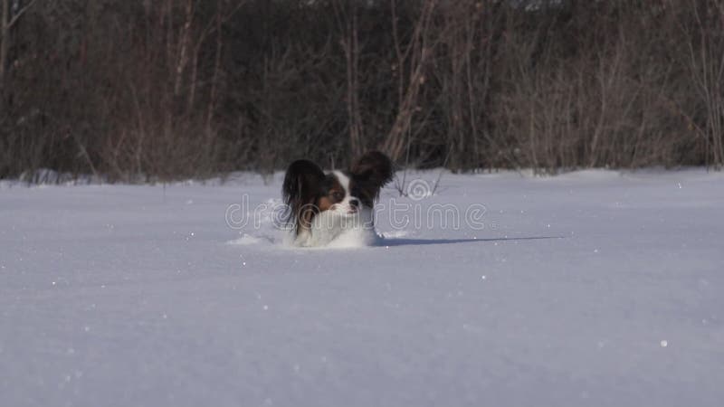 De Papillonhond maakt moedig zijn manier door de sneeuw in de winter langzame de lengtevideo van de motievoorraad parkeren