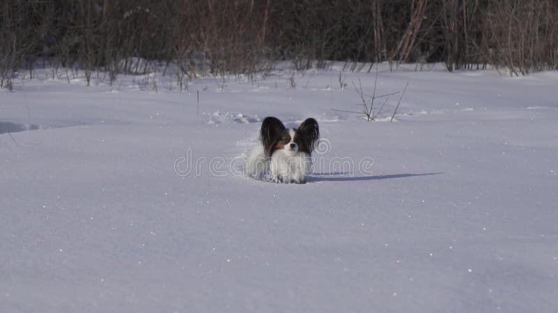 De Papillonhond maakt moedig zijn manier door de sneeuw in de winter langzame de lengtevideo van de motievoorraad parkeren