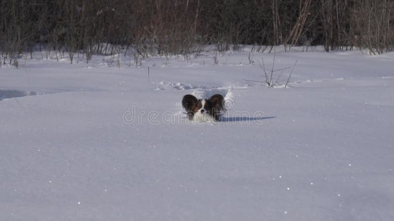 De Papillonhond maakt moedig zijn manier door de sneeuw in de winter langzame de lengtevideo van de motievoorraad parkeren