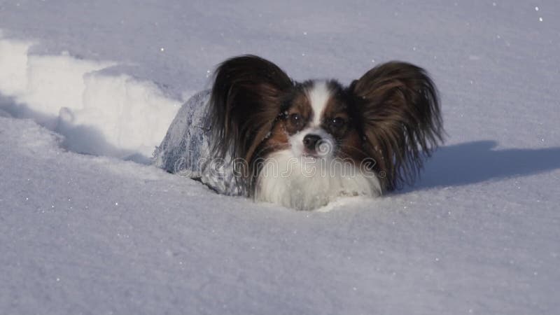 De Papillonhond maakt moedig zijn manier door de sneeuw in de winter de video van de voorraadlengte parkeren